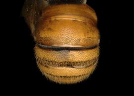   Austrostelis  aff.  amapaensis  male abdomen, photo: T. Brady 
